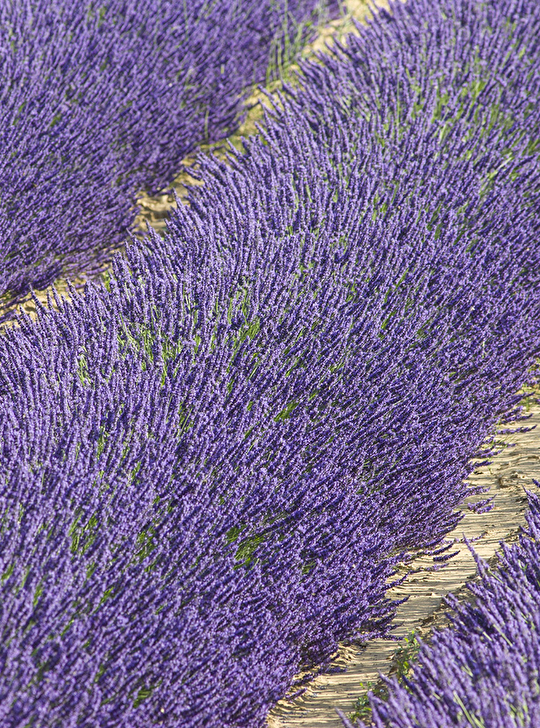 Lavande
