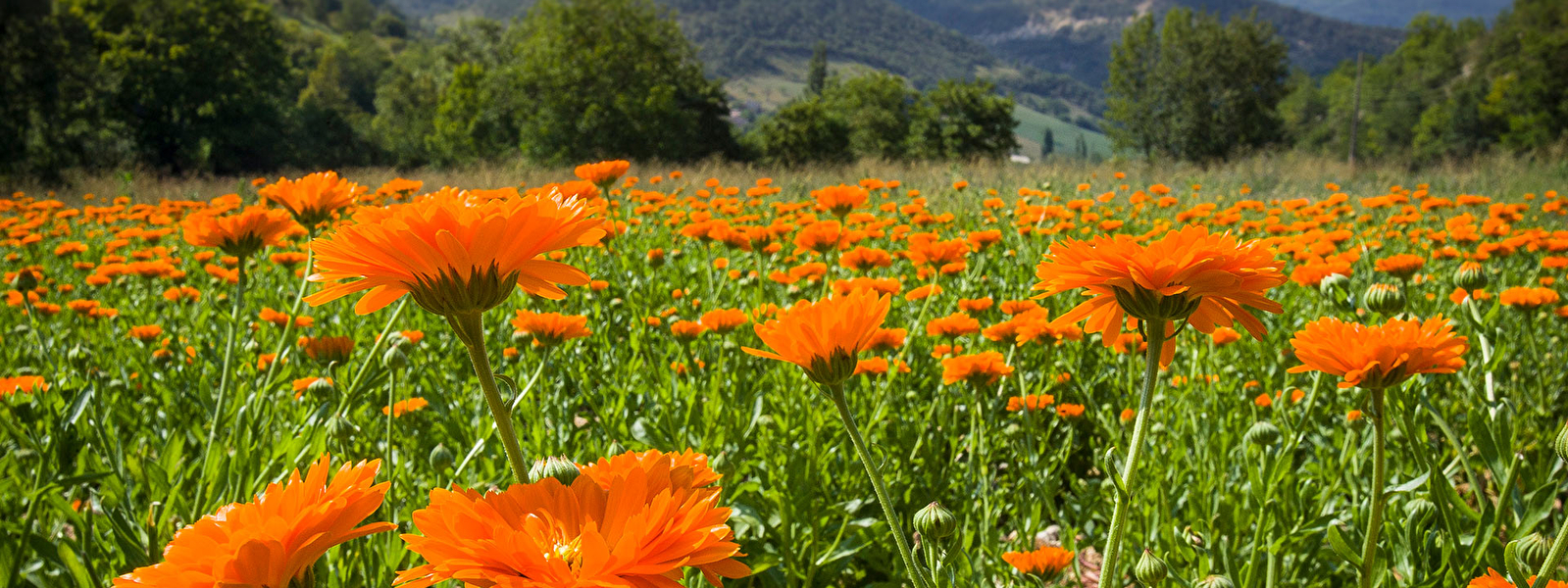Calendula