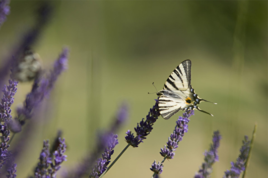 Papillon