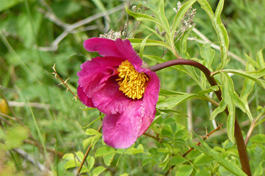 Pivoine