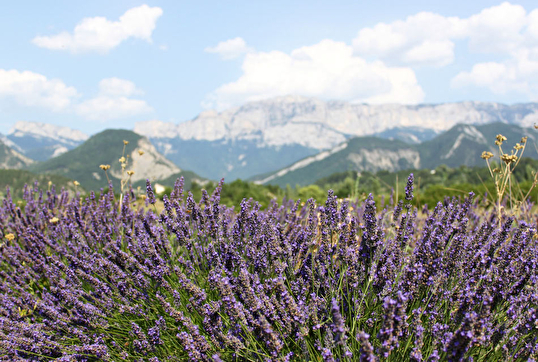 Lavande à Die