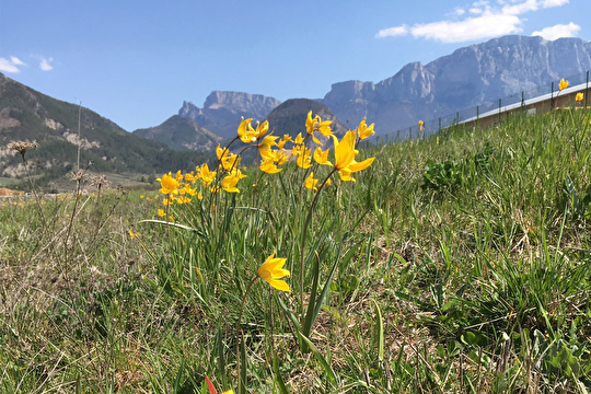 Tulipe sauvage