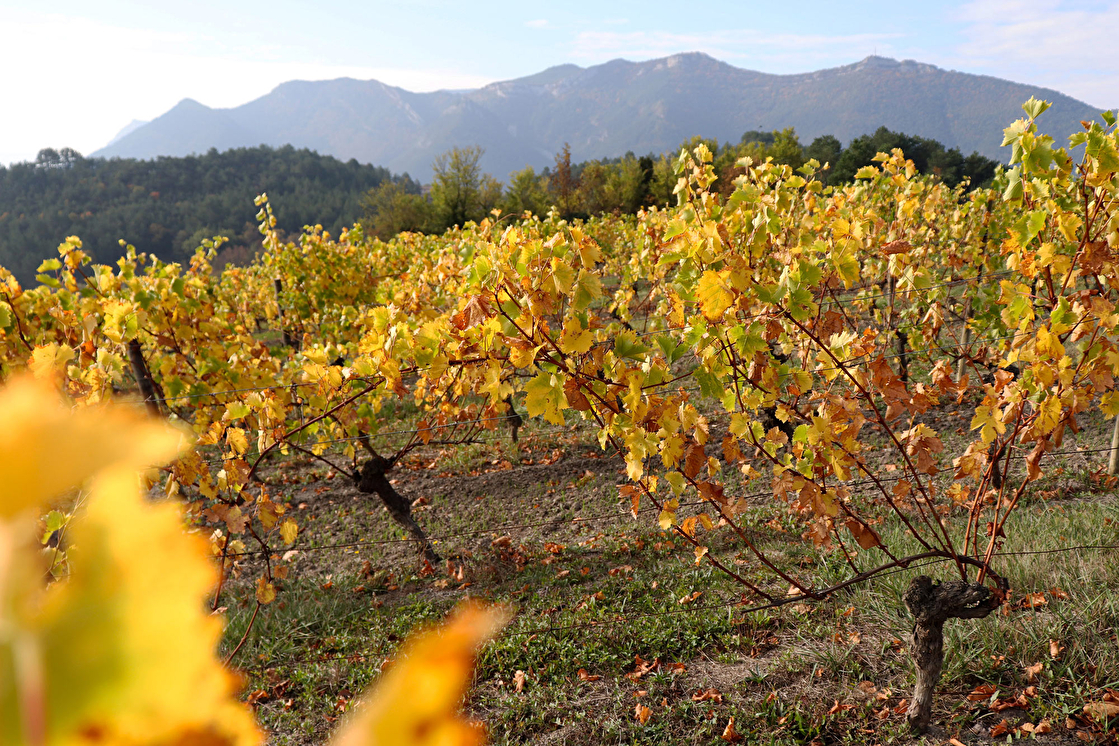 Vigne à l'automne