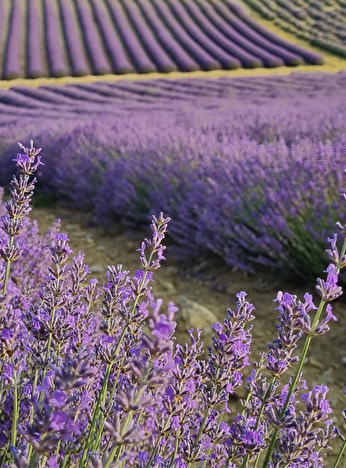 Lavande