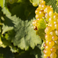 Clairette de Die