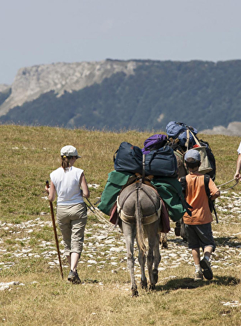 Randonner avec des ânes
