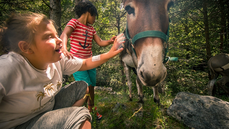 Médiation animale avec des ânes