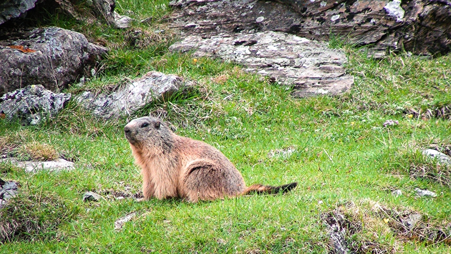 De crêtes en plateaux avec des ânes