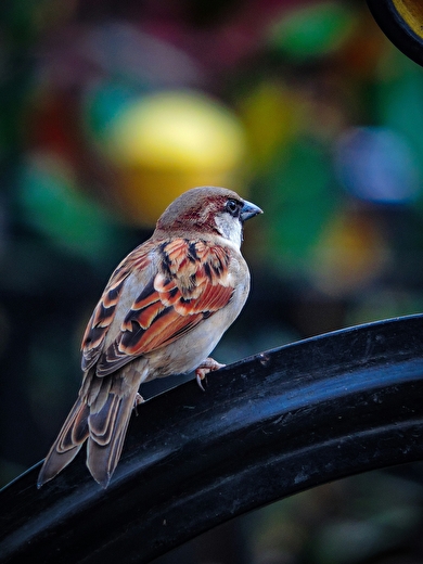 Exposition - Observons les oiseaux