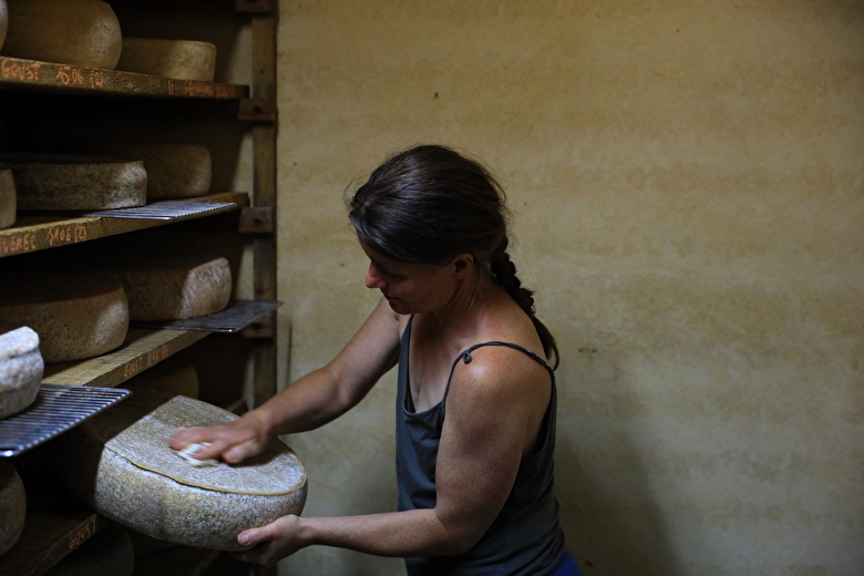 Affinage des tomes de vaches