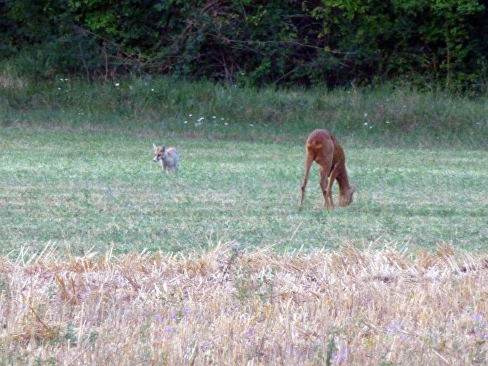 Notre environnement naturel privilégié nous permet d'avoir régulièrement de la visite sur la propriété...