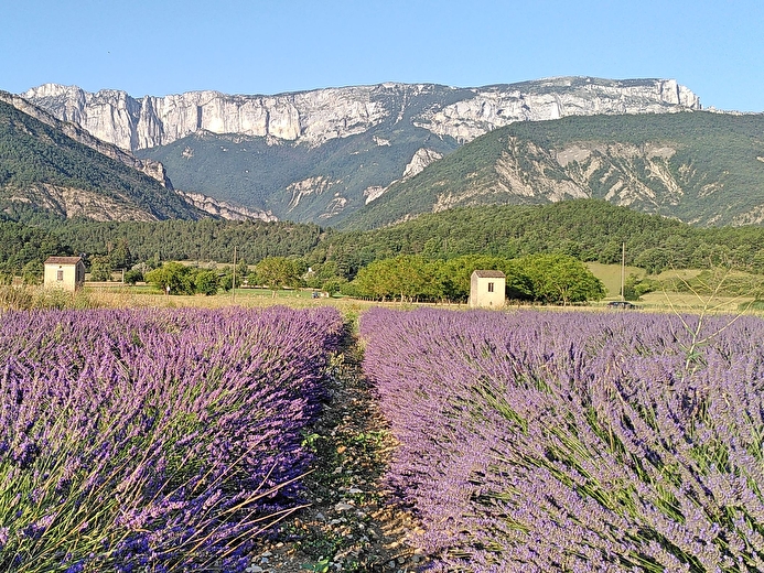 Champs de lavande et vue montagne