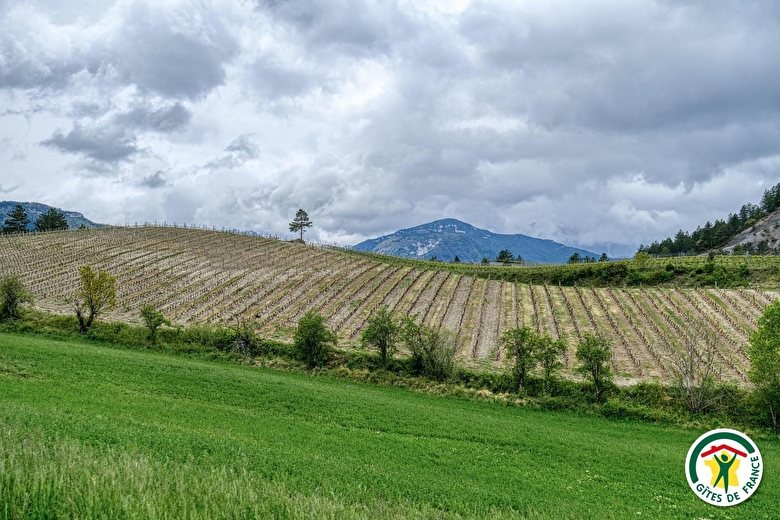 Les vignes