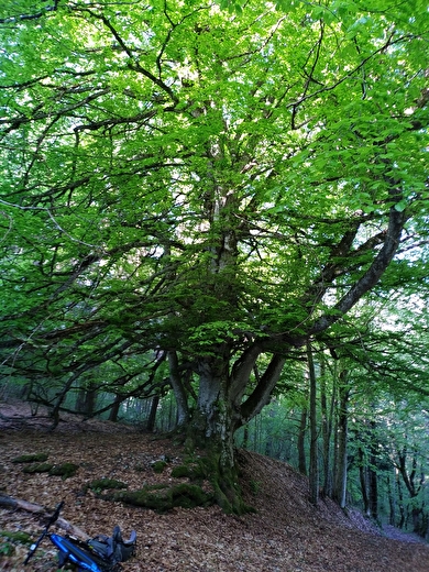A la découverte des arbres remarquables