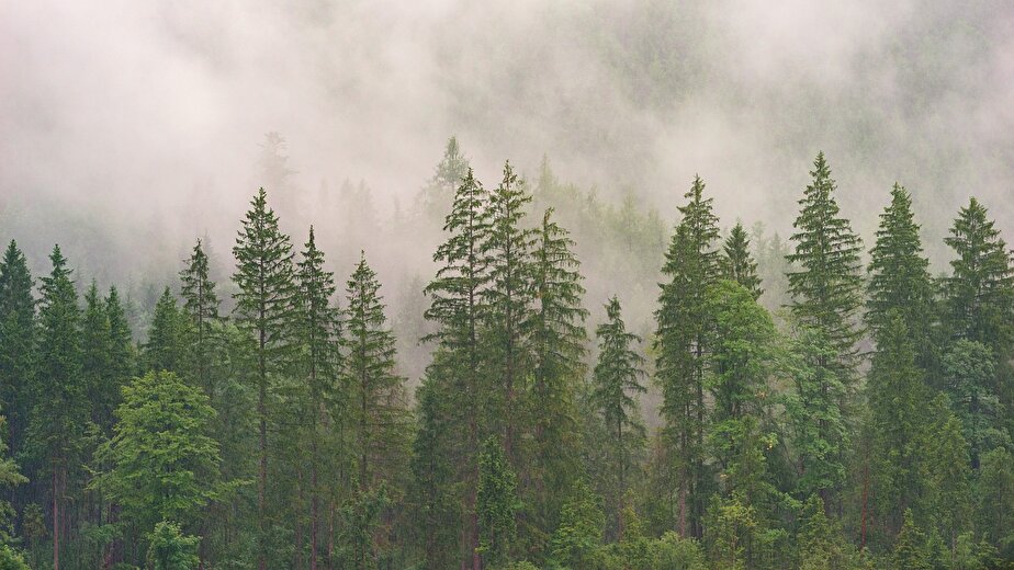Table ronde sur l'avenir de la forêt Lussoise