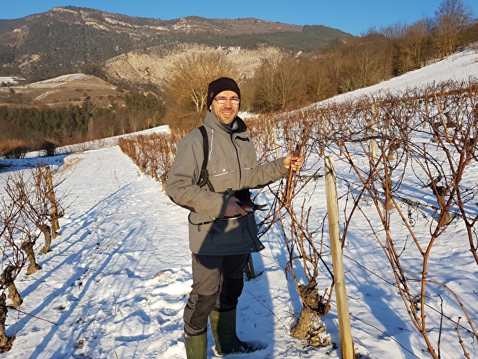 Travail de la vigne en hiver