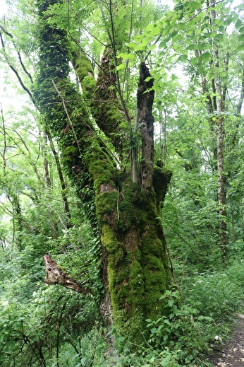 A la découverte des arbres remarquables