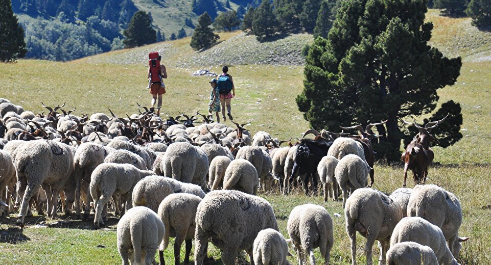 Sortie Nature - A la rencontre des berger(es)