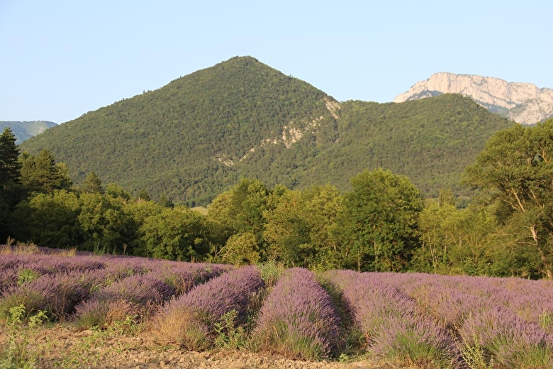 Champs de lavande a Chamaloc