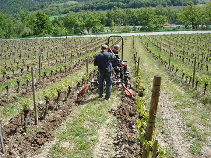 Travail de la vigne
