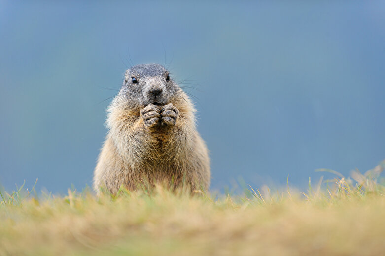 Sortie Nature  - A la rencontre des marmottes (balade avec un âne) avec Le Bureau Montagne