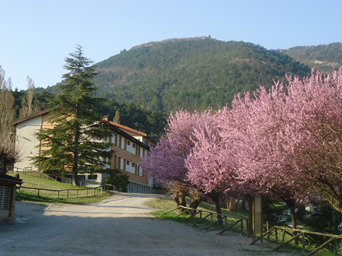 Bâtiment et arbres en fleurs