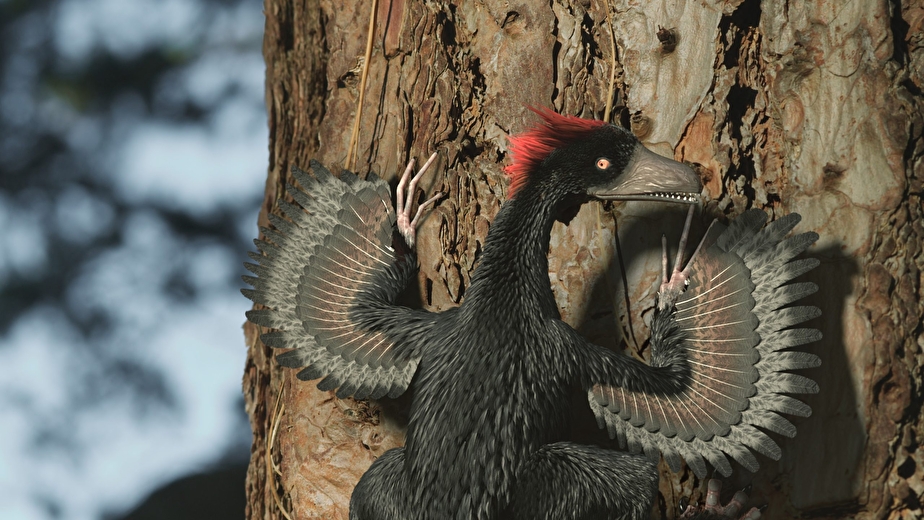 Projection du documentaire - Les mondes perdus : le mystère des dragons à plumes