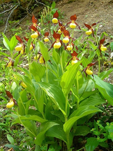 Sabot de vénus, ce trouvant sur la commande de Boulc, floraison au mois de juin.