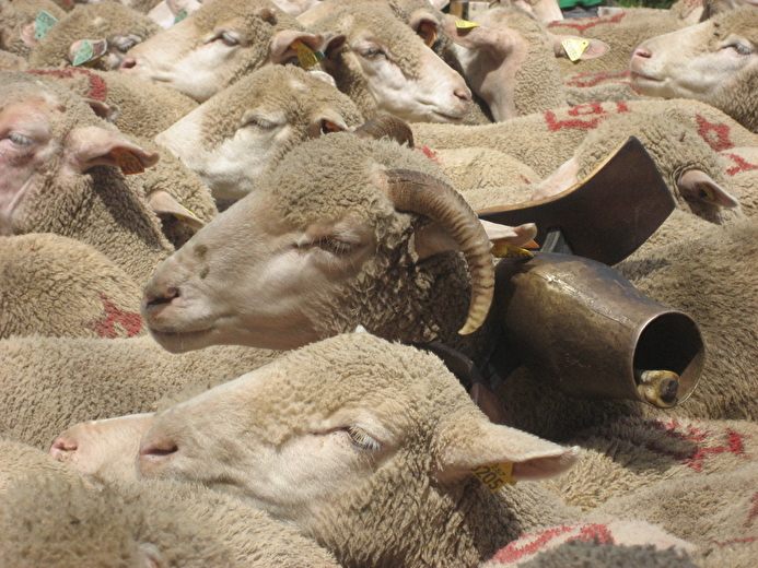 Fête de la Transhumance et de la Clairette