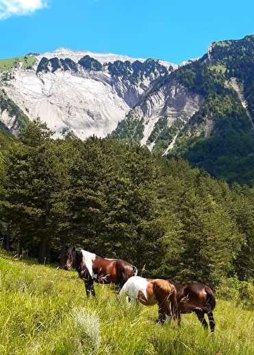 Chevaux au prè