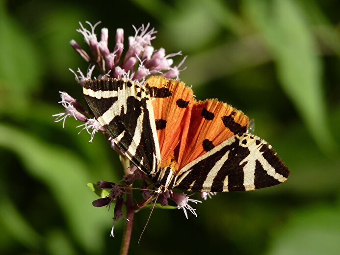 Uitstapje in de natuur – een blik op de insecten