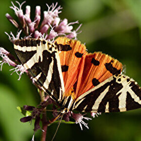Sortie nature - regard sur les insectes