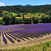 Visite guidée - Bleudiois Distillerie de lavande