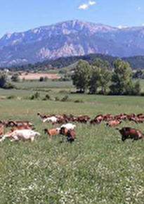 De Ferme en Ferme - Le Mas d'Ambane