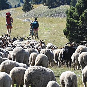 Sortie Nature - A la rencontre des berger(es)