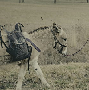 La Flânerie -Walks with Donkeys