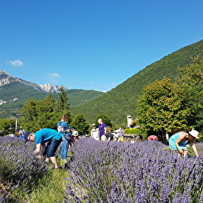 Récolte de lavande-Atelier vis la vie de paysan