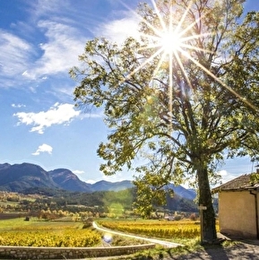 Le chemin des cabanons de vigne