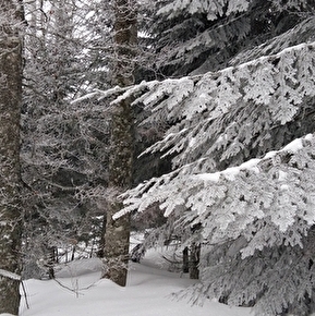 Pistes et traces en Forêt du Vercors avec Christophe Pelet