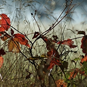Exposition Photographique- Faune et Flore du Parc du Vercors