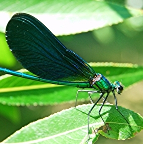 Libellule