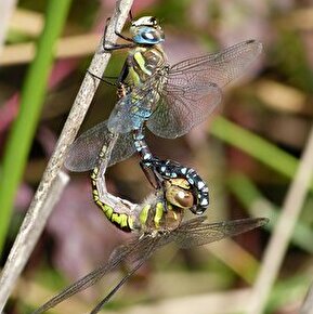 Sorties nature d'été - A la découverte des libellules