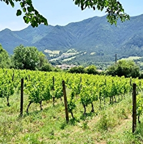 Vignoble
