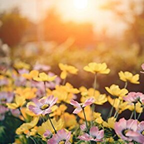 Fête aux Plantes Rares