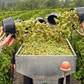 Cave Vincent - Domaine de Magord