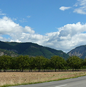 Noyer
