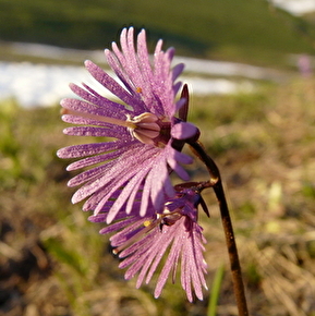 Randonnée botanique - Découverte de la flore du Vercors