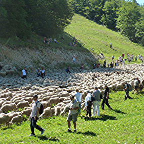 Le troupeau au col du Rousset