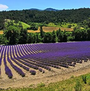 Bleudiois Lavender Oil Distillery