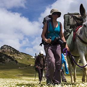 Randonnée avec des ânes